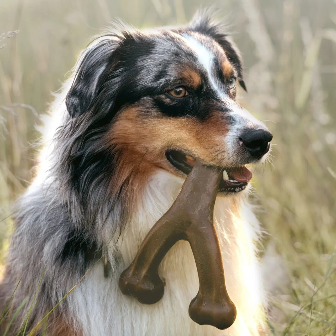 Langlebiges Nylon-Kauspielzeug für Hunde – Zahnpflege Kauknochen